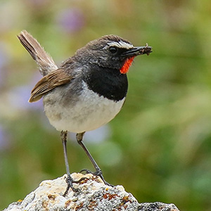 White-tailed Rubythroat